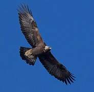 Golden Eagle