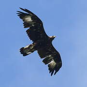 Golden Eagle