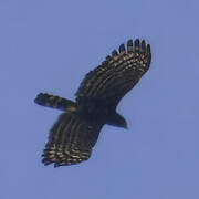 Black Hawk-Eagle