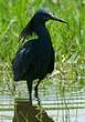 Aigrette ardoisée