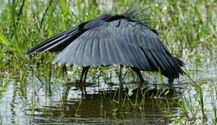 Aigrette ardoisée