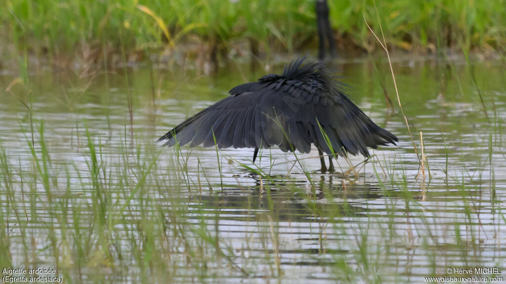 Black Heron