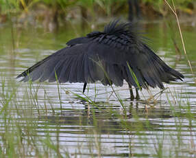 Aigrette ardoisée