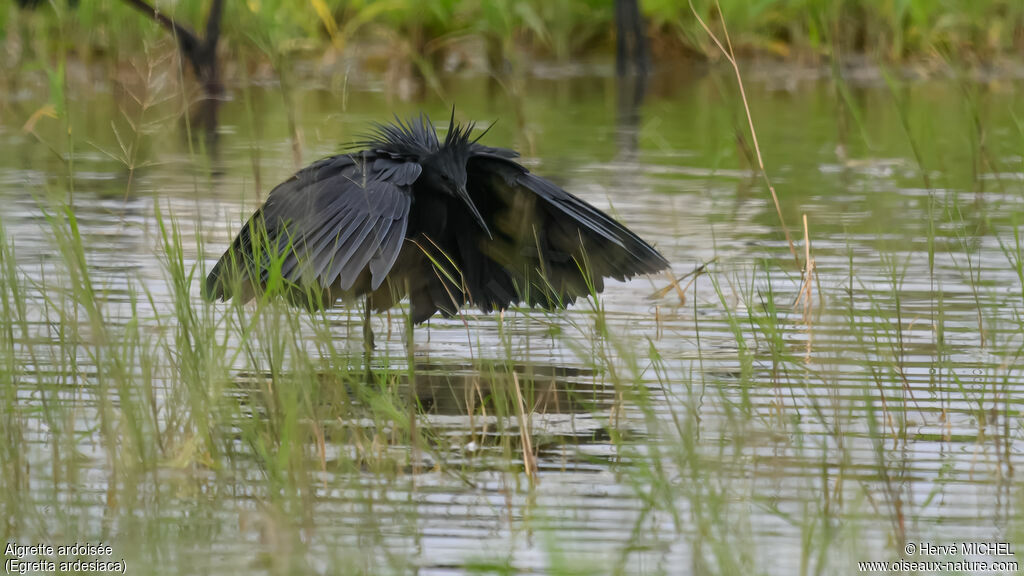 Black Heron