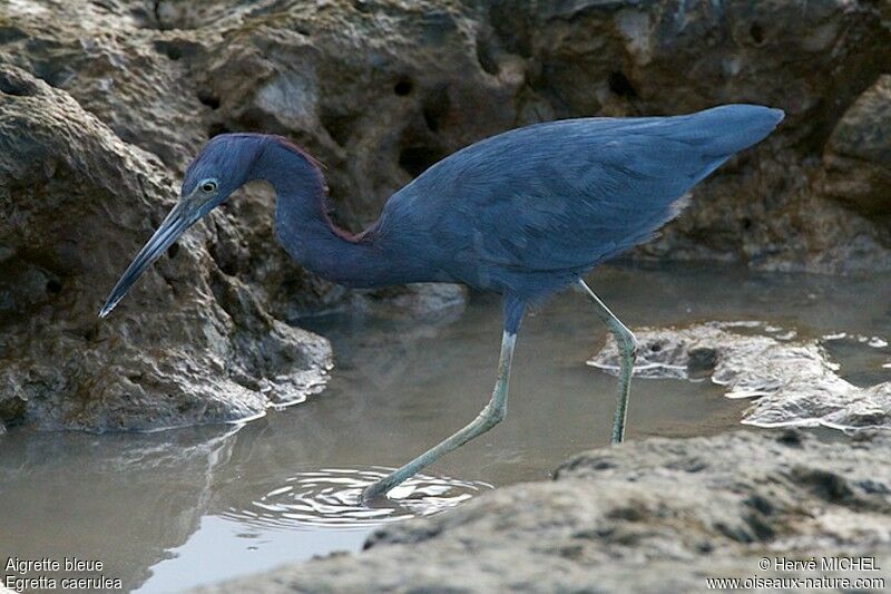 Little Blue Heronadult, identification