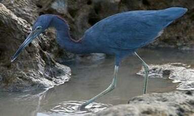 Aigrette bleue