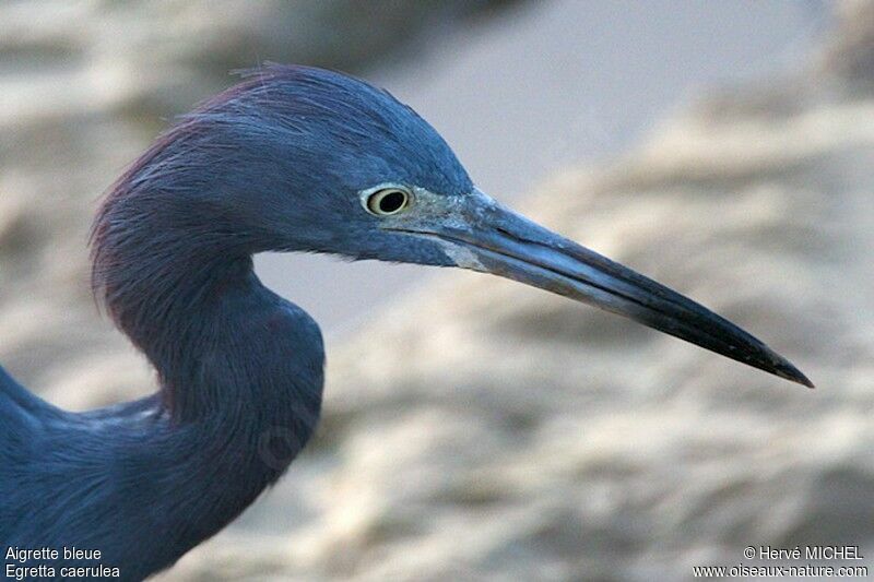 Aigrette bleueadulte, identification