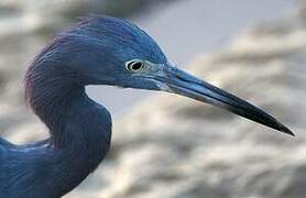 Little Blue Heron