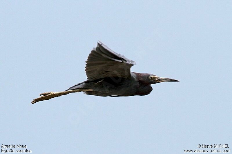 Little Blue Heronadult, Flight