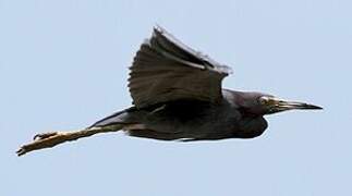 Little Blue Heron