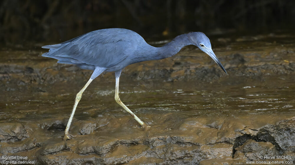 Aigrette bleue