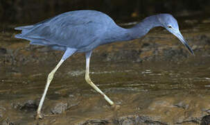 Little Blue Heron