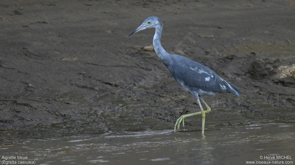 Aigrette bleueimmature