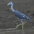 Aigrette bleue