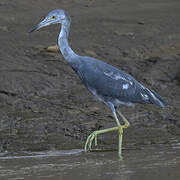 Little Blue Heron