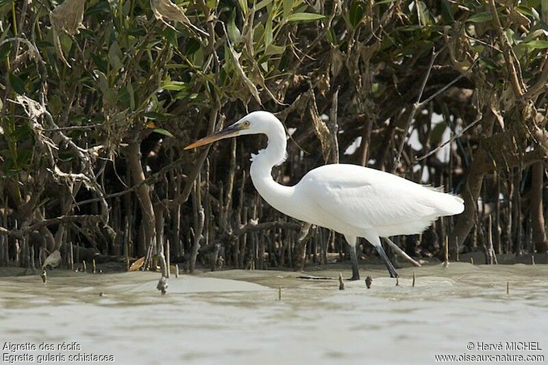 Aigrette des récifs, identification