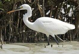 Aigrette des récifs