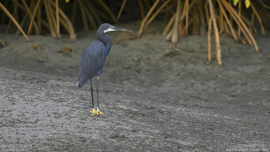 Western Reef Heron