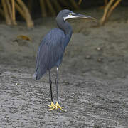 Western Reef Heron