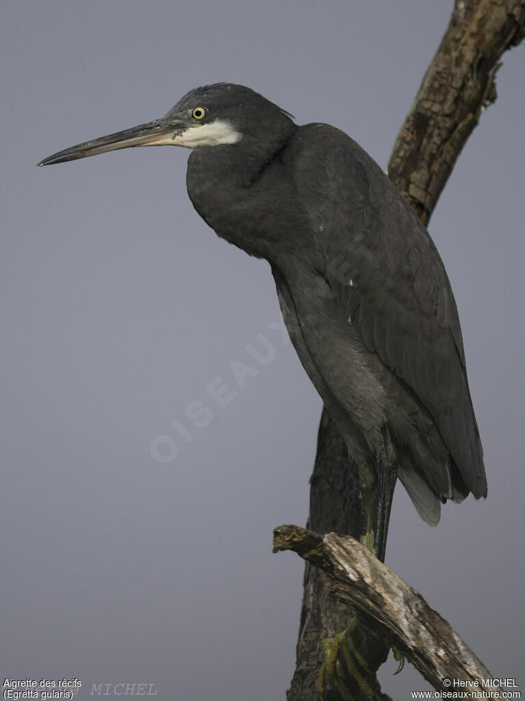 Aigrette des récifs