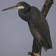 Western Reef Heron