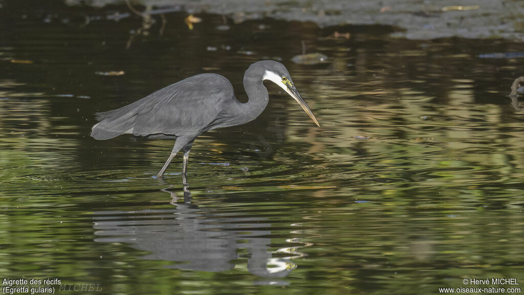 Western Reef Heron