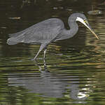 Aigrette des récifs