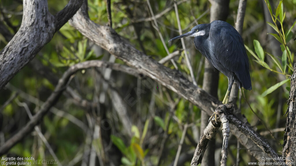 Western Reef Heron