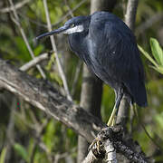 Western Reef Heron