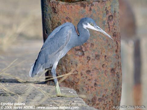 Western Reef Heron