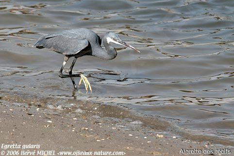 Aigrette des récifs