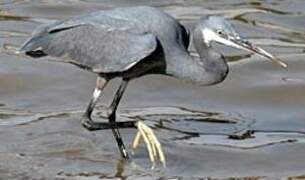 Aigrette des récifs