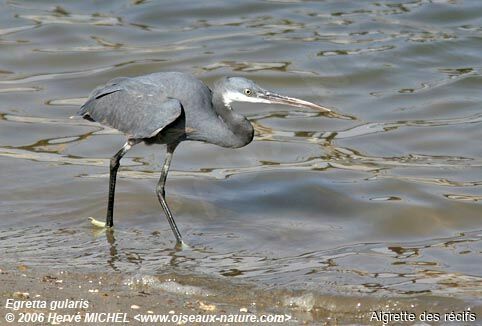 Western Reef Heron