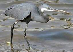 Western Reef Heron