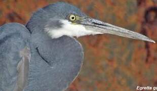 Western Reef Heron