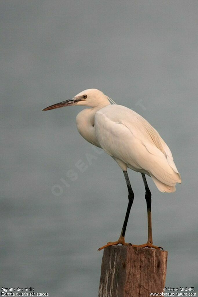 Aigrette des récifs, identification