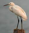 Aigrette des récifs