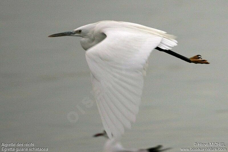 Western Reef Heron, Flight