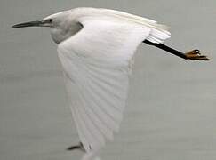 Western Reef Heron