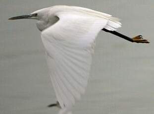 Aigrette des récifs