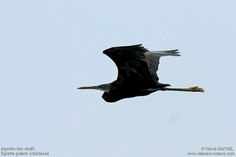 Western Reef Heron, Flight