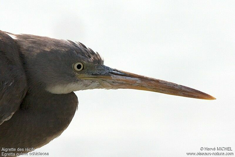 Western Reef Heron, identification