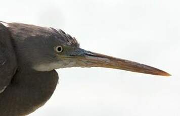 Aigrette des récifs