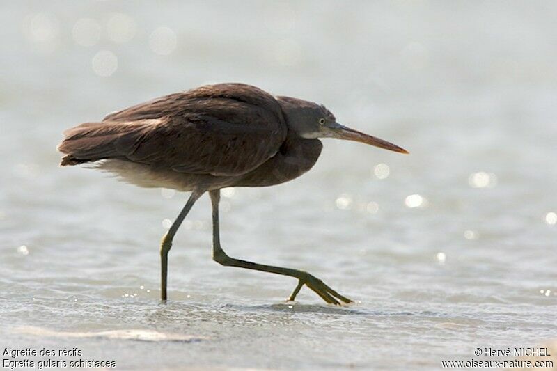 Western Reef Heron, identification