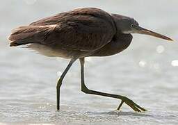 Western Reef Heron