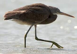 Aigrette des récifs