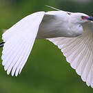 Aigrette dimorphe