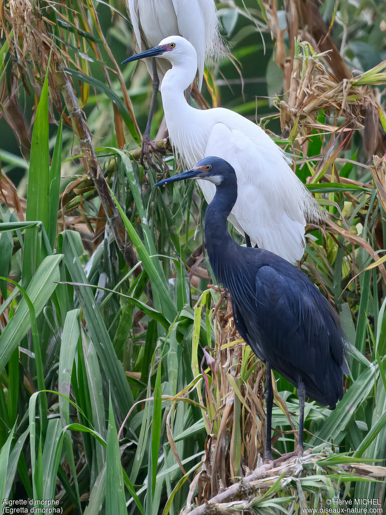 Dimorphic Egretadult