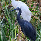 Aigrette dimorphe