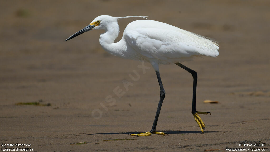 Dimorphic Egret